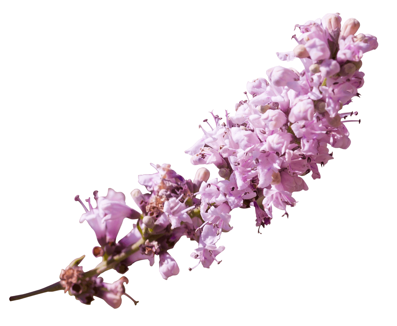 pink flower